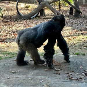 Meet your Posher, Demetrius